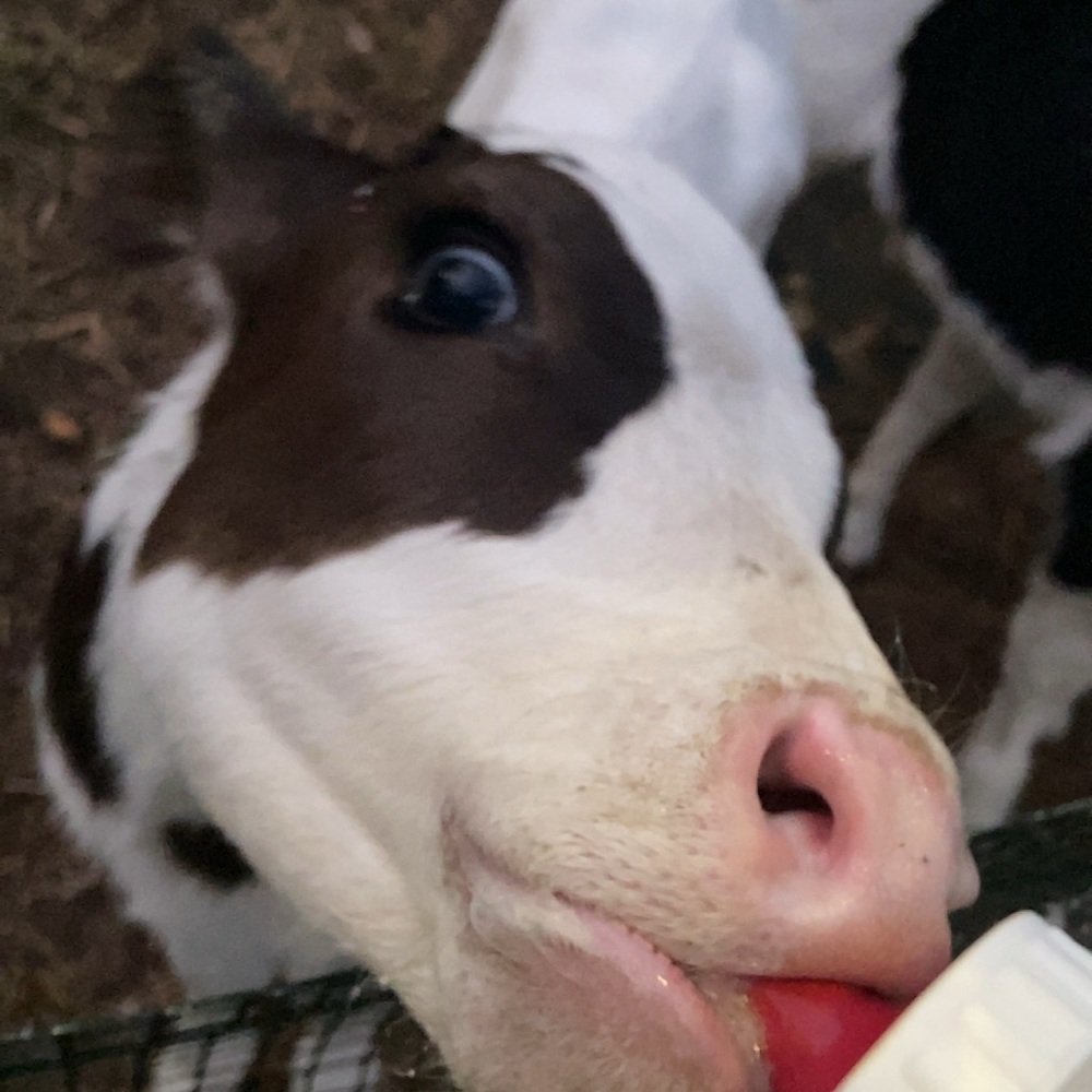 Meet your Posher, Sydney